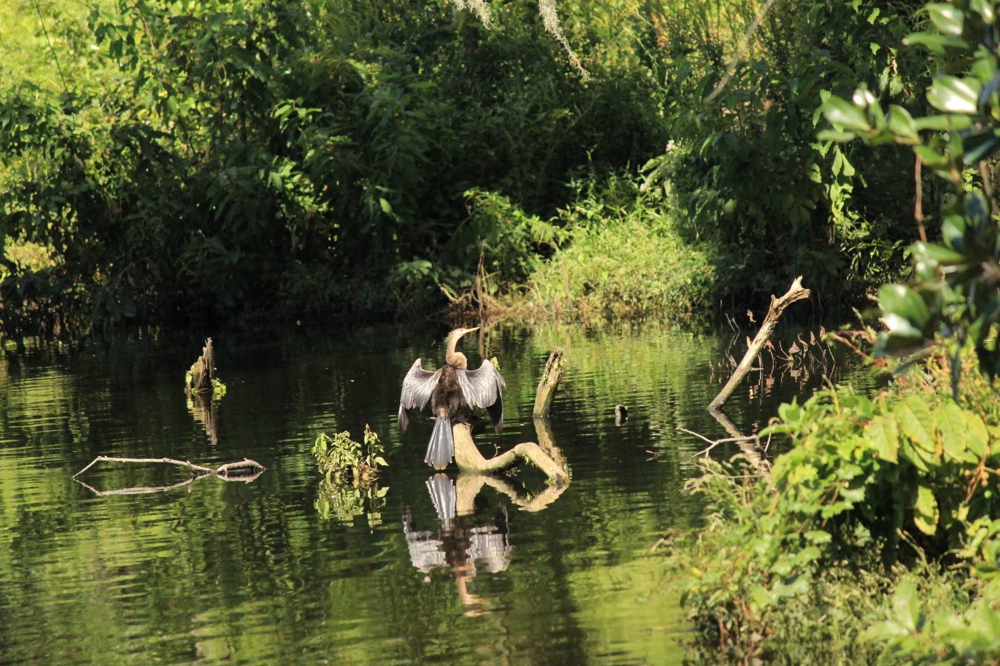 Anhinga drying its wings on a branch over still water