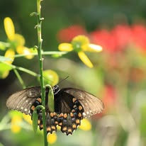 Black swallowtail butterfly on yellow flowers