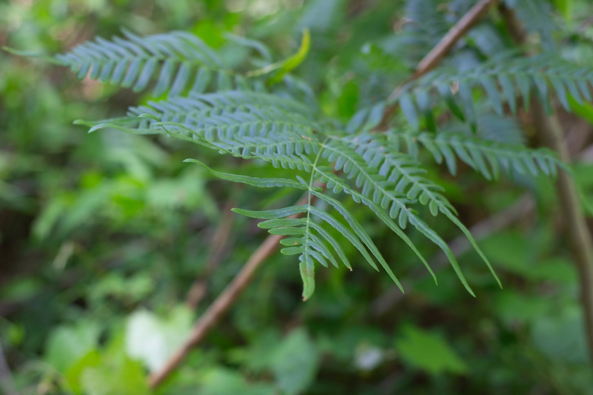 Delicate fern frond against a soft woodland background