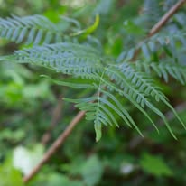 Fern frond against a woodland background