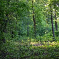 Forest understory — dappled light through canopy