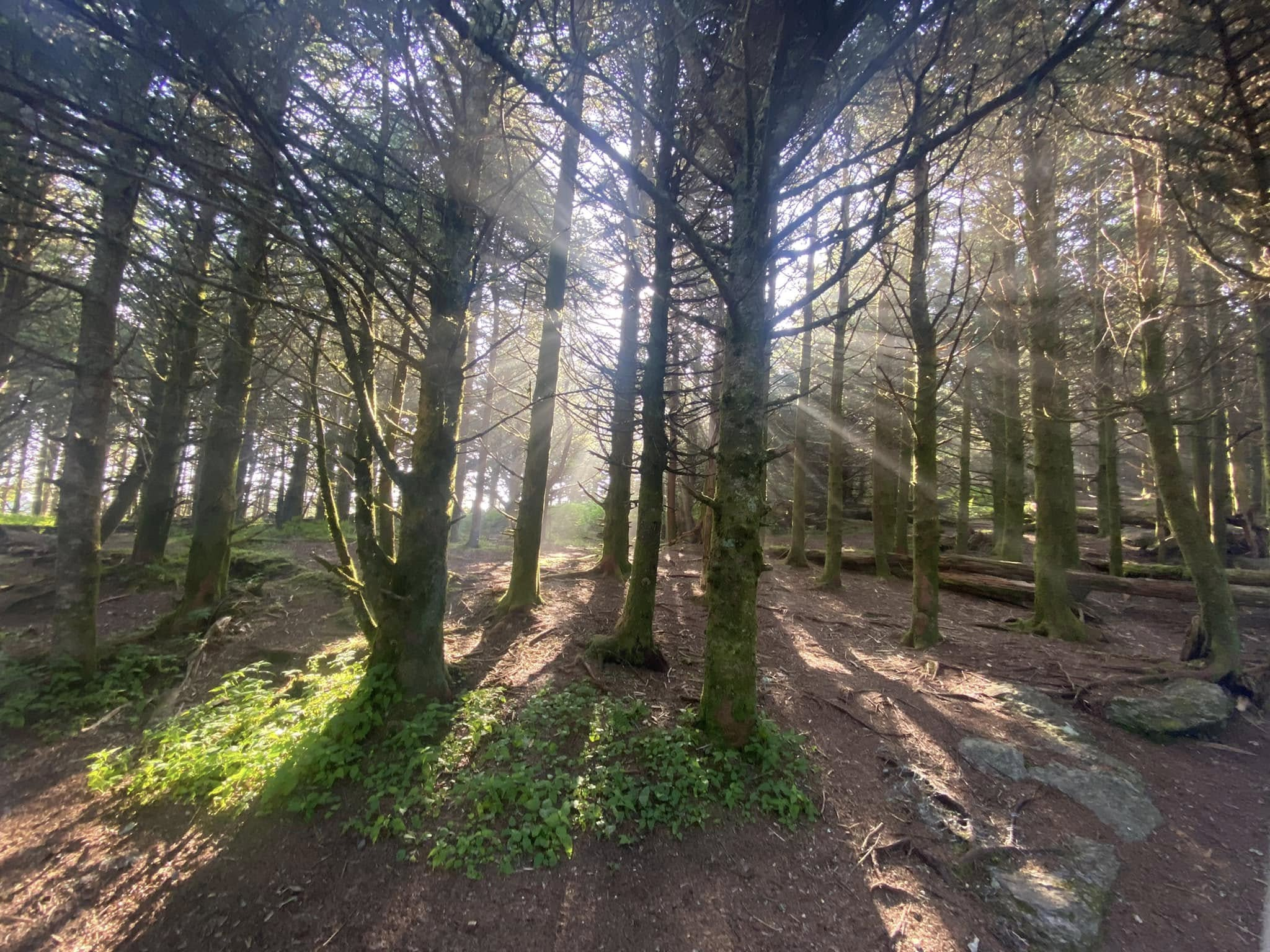 Morning light rays filtering through a mountain forest