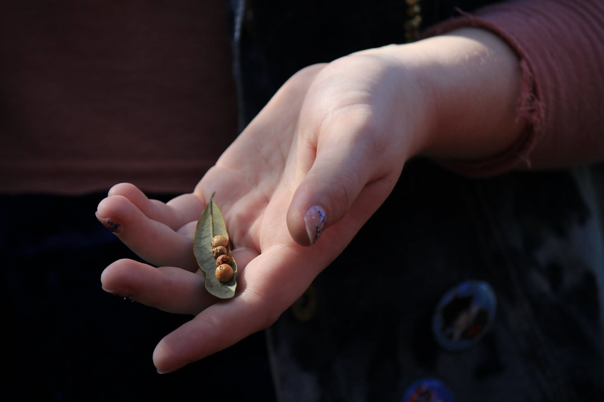 Hand holding a dried leaf with small seeds