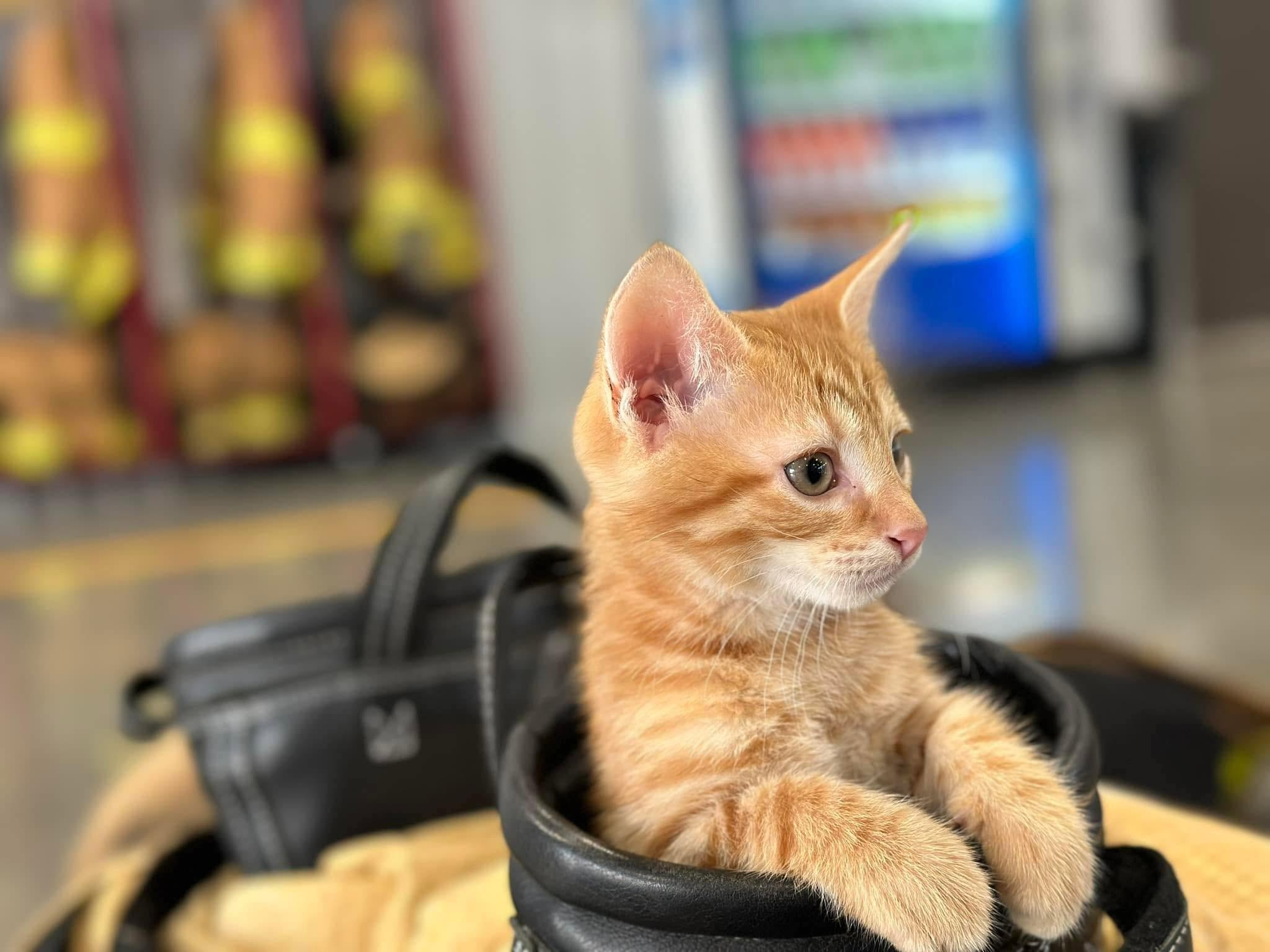 Orange tabby kitten in a firefighter's boot