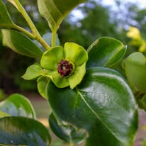 Magnolia seed pod macro