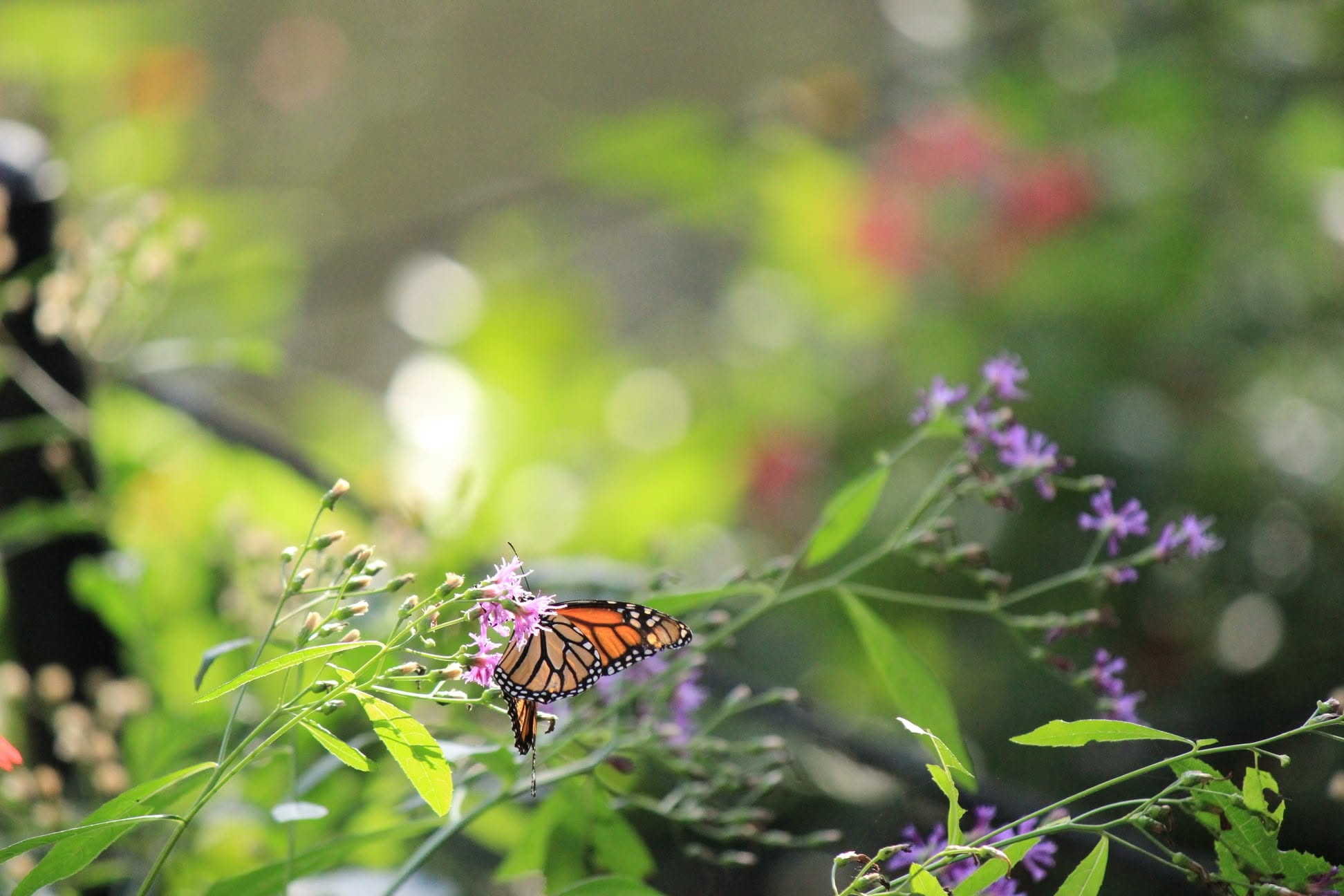 Monarch butterfly on flower