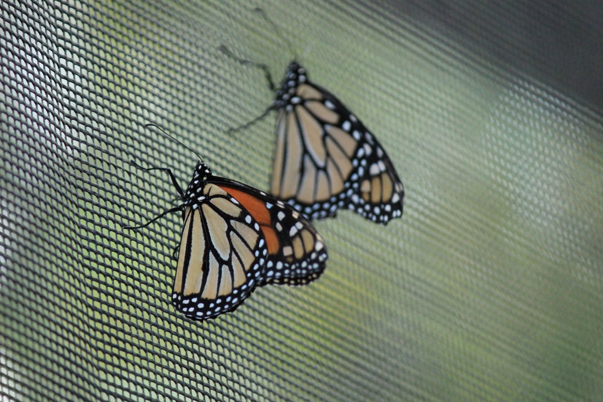 Two monarch butterflies resting on a window screen