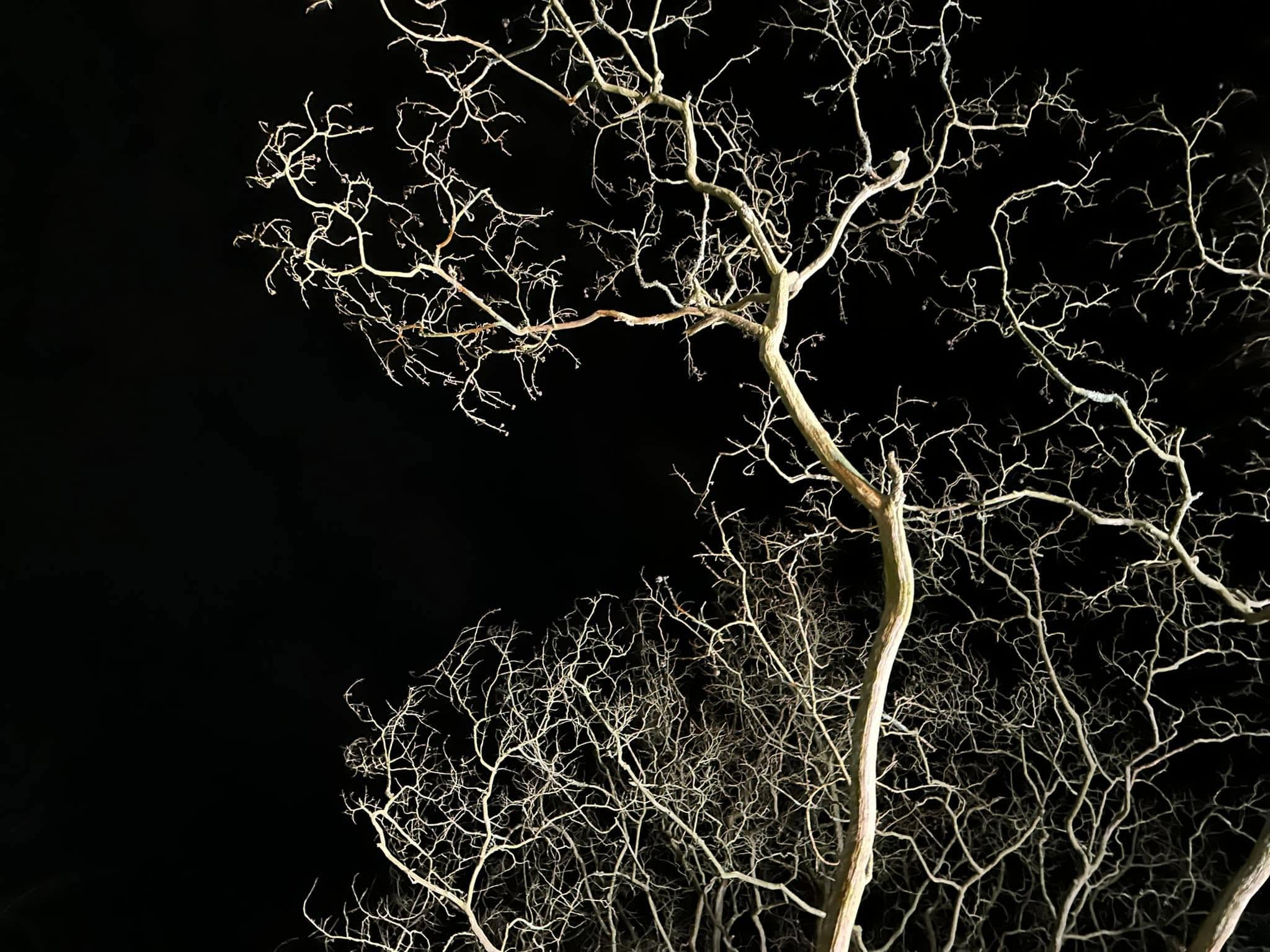 Bare tree branches lit dramatically against a black night sky