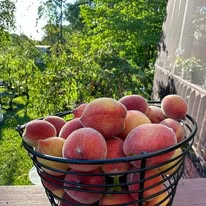 Basket of ripe peaches on a porch railing
