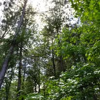 Pine canopy looking straight up through tall trees