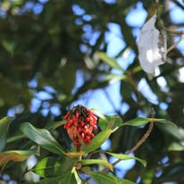 Red magnolia seed pod against blue sky