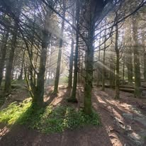 Sunlight rays piercing through a pine forest