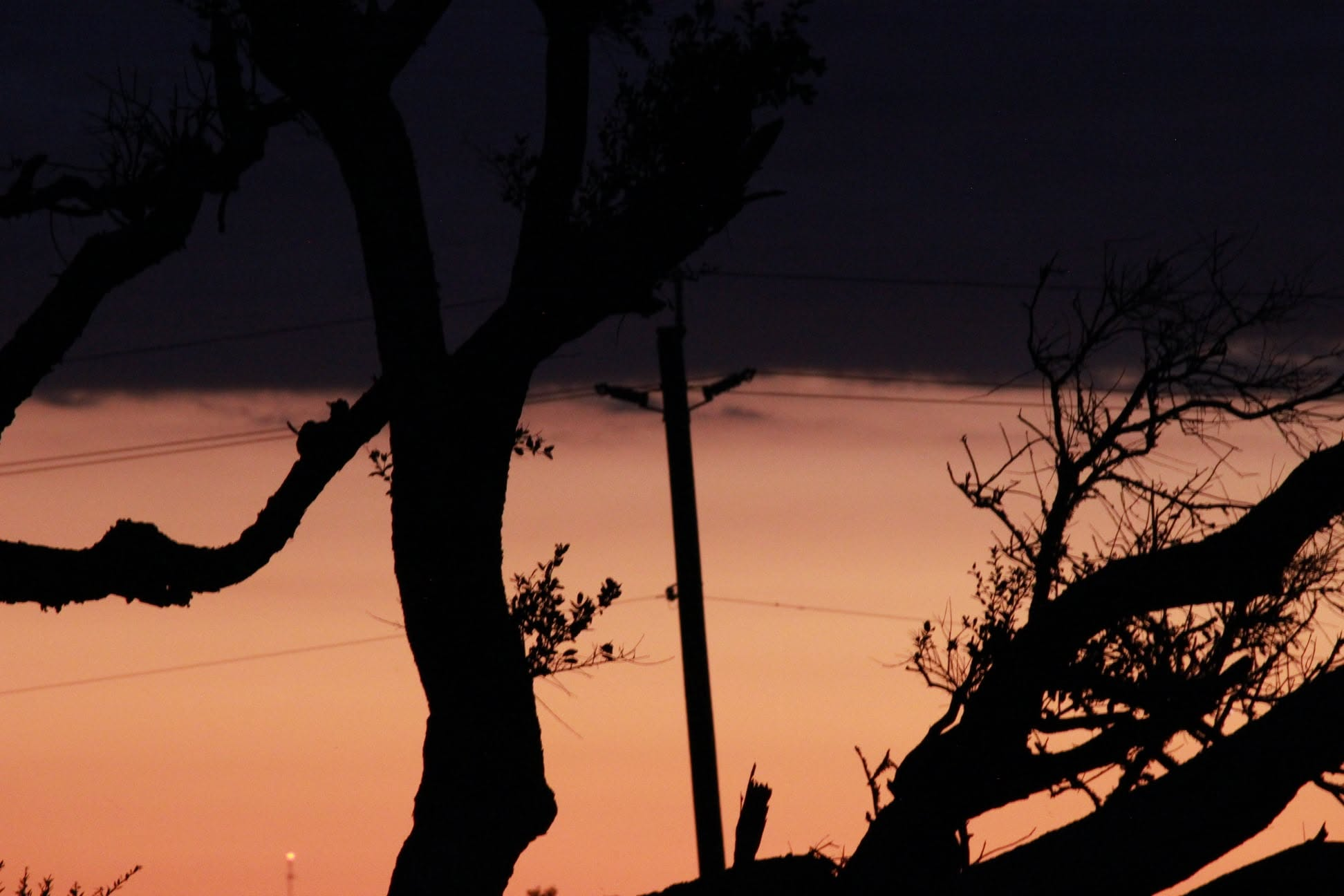 Tree silhouettes against a rose and purple dusk sky