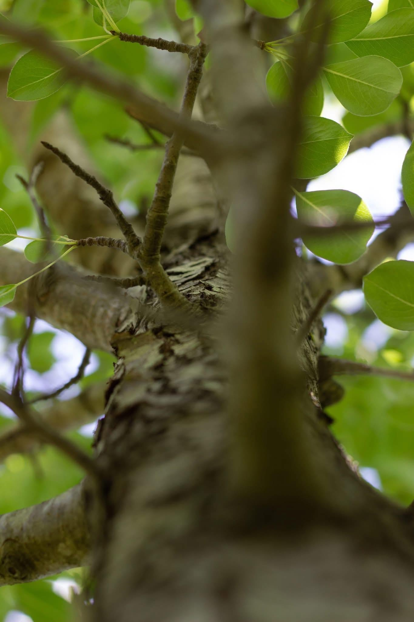 Tree bark macro — bark texture and spring leaves